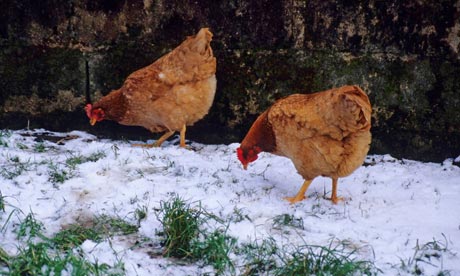 Болезни кур несушек зимой и их лечение - подробная информация!