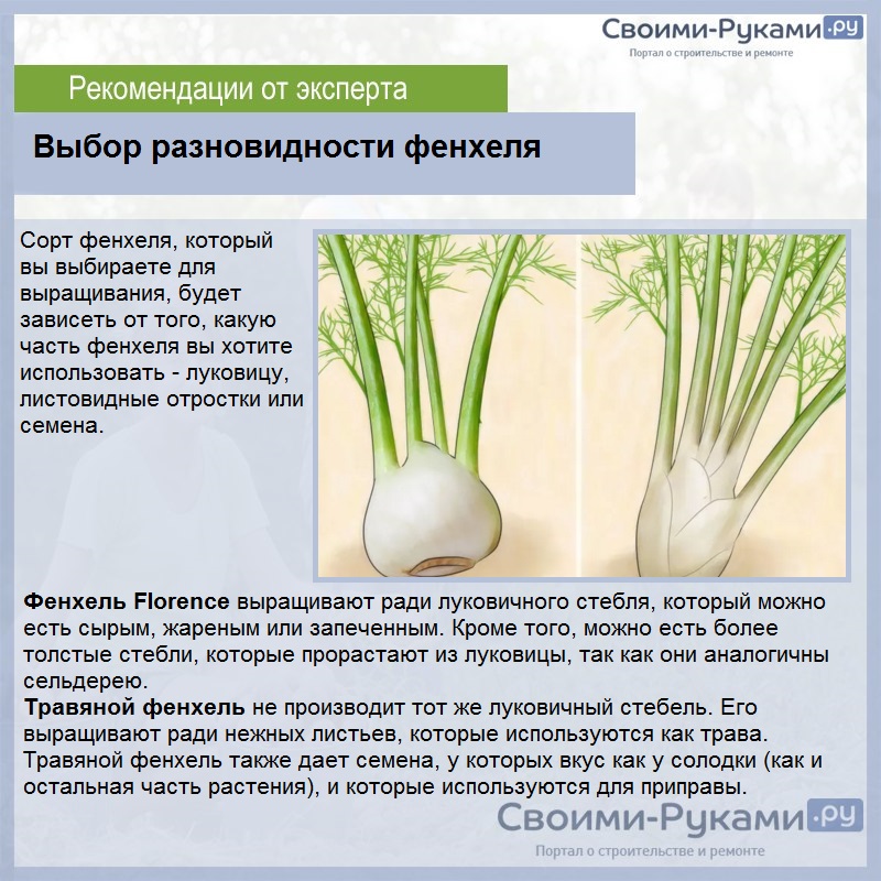 Фенхель: выращивание из семян - подробная инструкция!