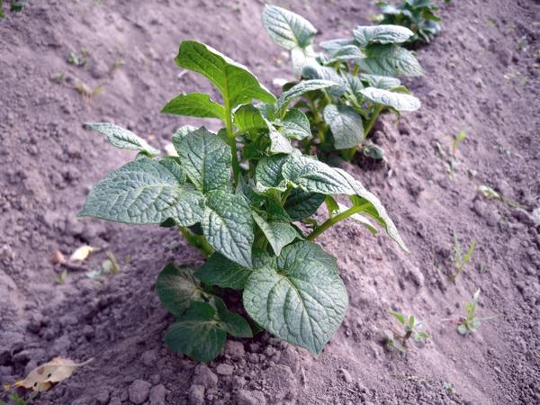 Какое удобрение лучше для картофеля при посадке - виды удобрений