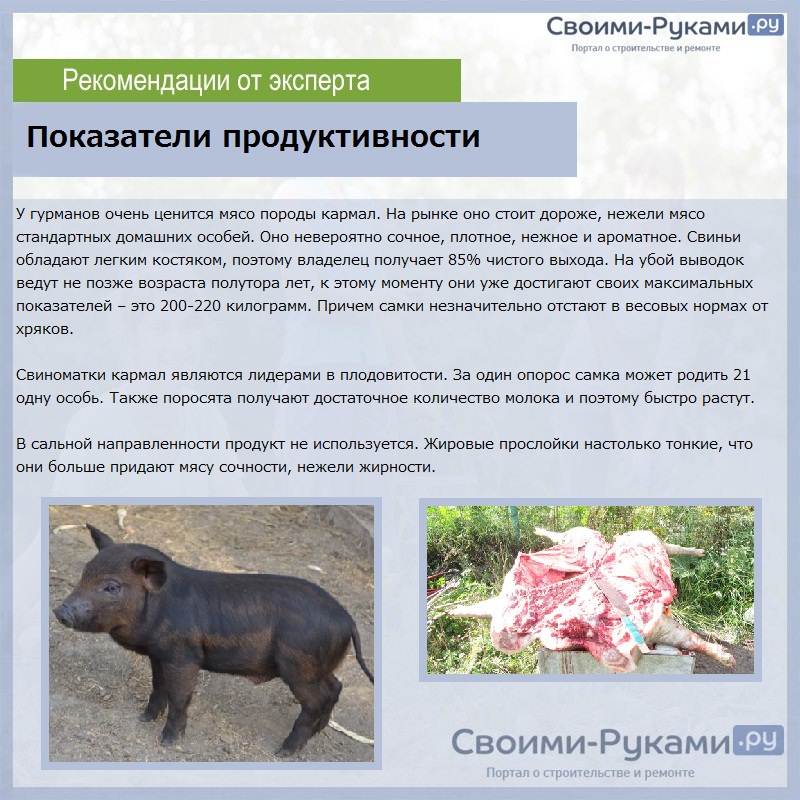 Кармалы порода свиней - характеристика и инструкция по выращиванию!