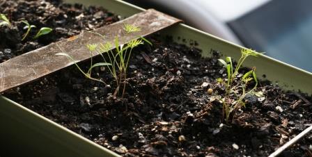 Укроп на подоконнике: как выращивать - подробная инструкция от А до Я!