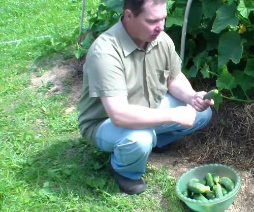 Выращивание огурцов в грунте. Как правильно садить и формировать кусты огурцов?