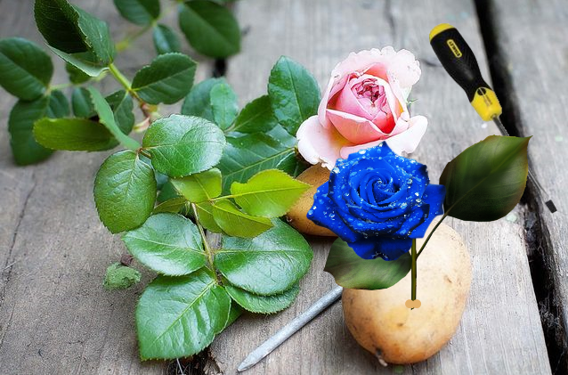 Выращивание роз из черенков из букета - 3 лучших способа!
