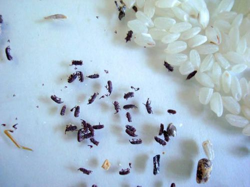 Жучи на кухне: маленькие коричневые, как избавиться от черных жуков, если завелись, средства, видео-инструкция