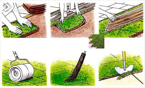 Укладка рулонного газона своими руками - особенности укладки ( фото)