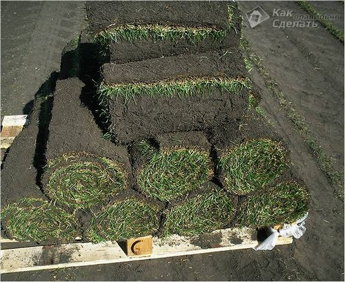 Укладка рулонного газона своими руками - особенности укладки ( фото)