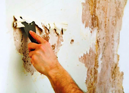 Чем обработать стены от плесени: 4 самых эффективных способа