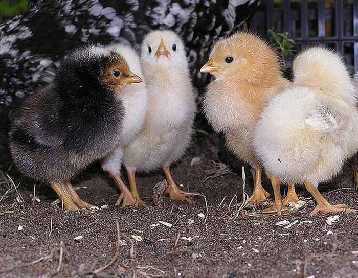 Цыплята бройлеры выращивание, уход и кормление - 10 рекомендаций!