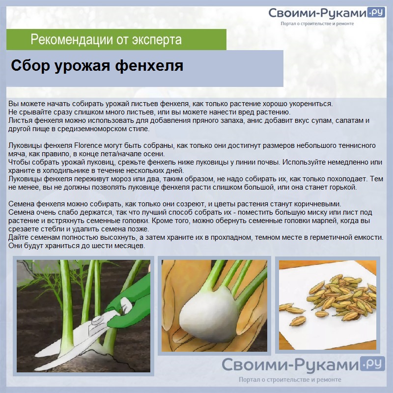 Фенхель: выращивание из семян - подробная инструкция!