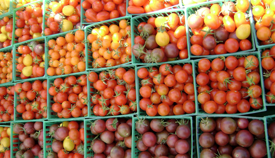 Какие семена помидор лучше для открытого грунта - 20 лучших сортов!