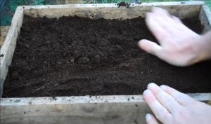 Лук шнитт – выращивание из семян своими руками