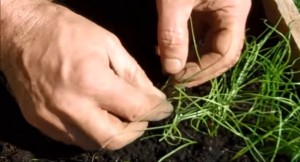 Лук шнитт – выращивание из семян своими руками