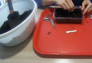 Маргаритки – выращивание из семян + подробная инструкция