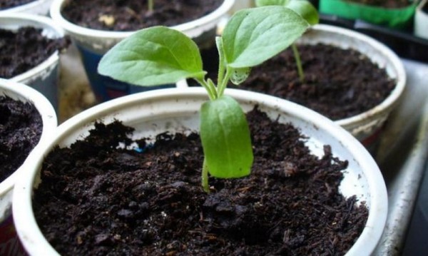 Маргаритки – выращивание из семян + подробная инструкция