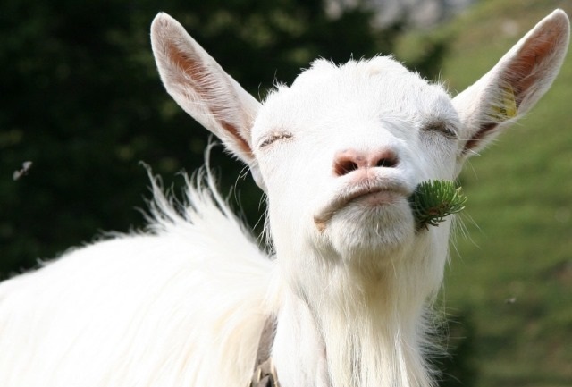 Породы коз молочных без запаха - правила выбора и продуктивность!