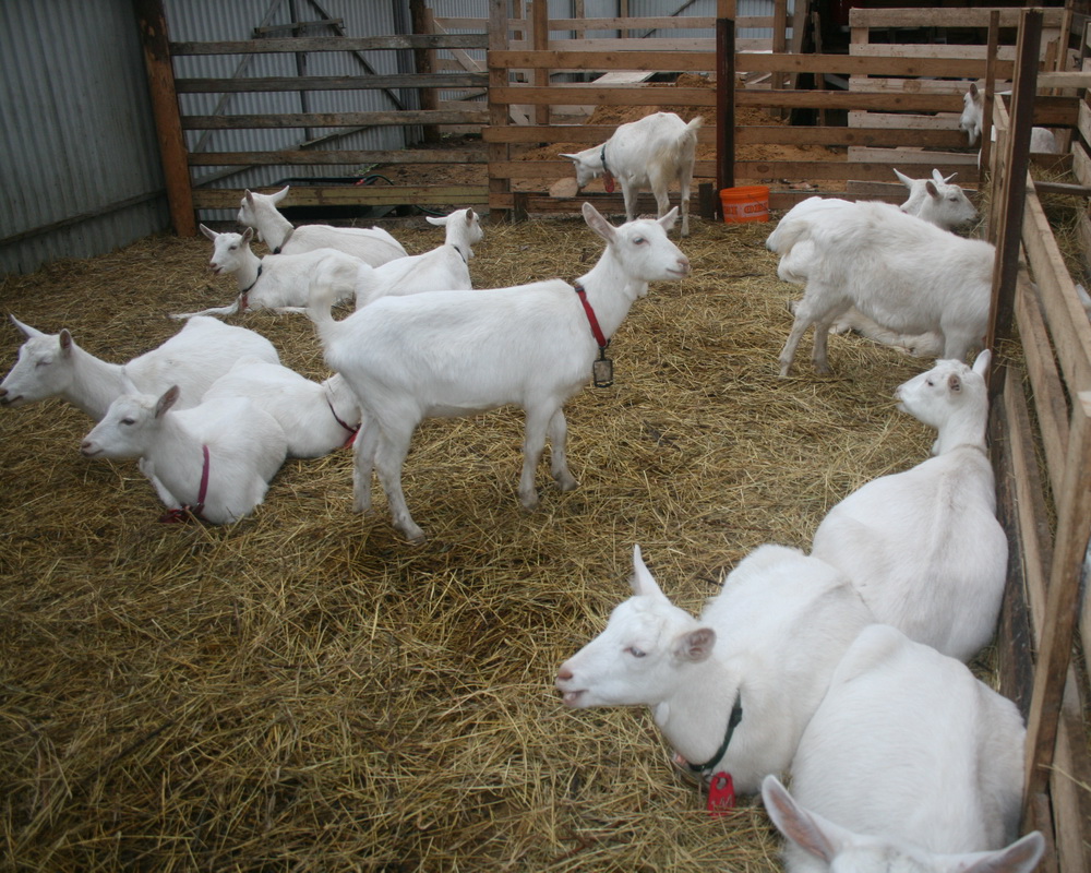 Породы коз молочных без запаха - правила выбора и продуктивность!