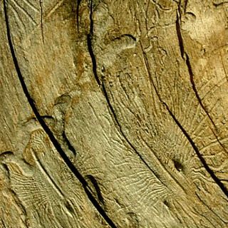Виды пороков древесины: фото с описанием, чем можно обработать древесину от гниения, возгорания и насекомых