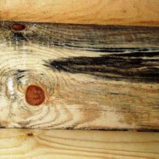 Виды пороков древесины: фото с описанием, чем можно обработать древесину от гниения, возгорания и насекомых