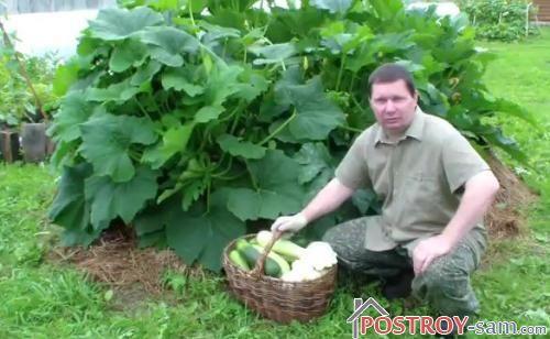Выращивание кабачков, цуккини и патиссонов в открытом грунте
