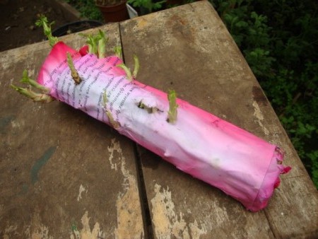 Выращивание роз из черенков из букета - 3 лучших способа!