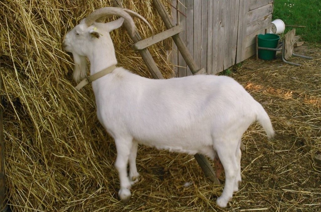 Зааненские козы – описание породы, подробно и содержании и разведении!