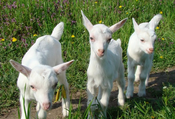 Зааненские козы – описание породы, подробно и содержании и разведении!