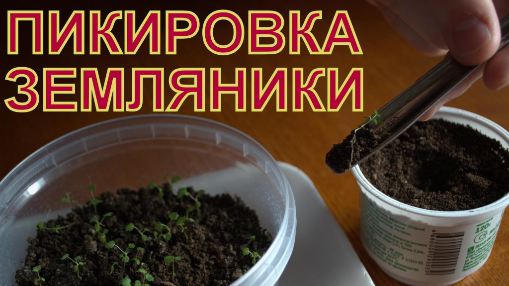 Земляника «Барон Солемахер»: выращивание из семян - подробная инструкция!