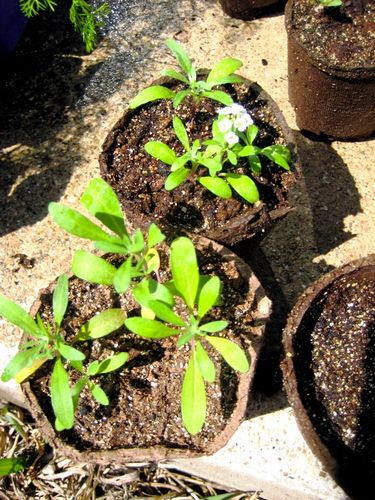Алиссум: выращивание из семян, фото, советы