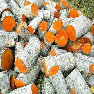 Какими дровами лучше топить печь: породы деревьев (фото и видео)