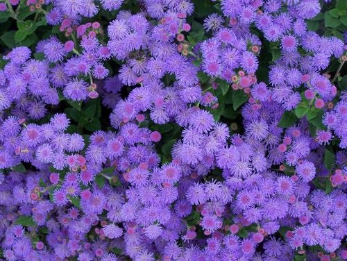 Неприхотливые цветы многолетники и однолетники долгоцветущие для сада и дачи: обзор растений с фото