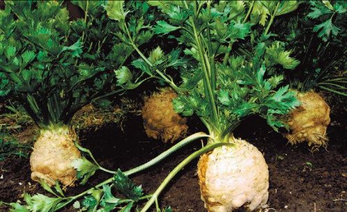 Сельдерей корневой: выращивание из семян