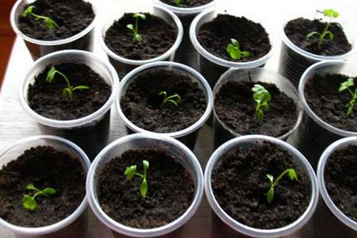 Сельдерей корневой: выращивание из семян