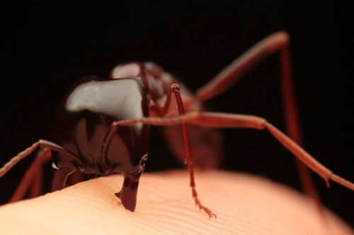 Укусы насекомых – опасность и предохранение