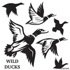 Stock Image: Vector set of flying wild ducks. Vector illustration. Duck Hunting Tattoos, Duck Tattoos, Duck Silhouette, Silhouette Images, Free Vector Graphics, Vector Art, Vector Stock, Hunting Decal