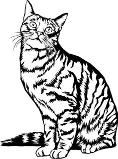 Cute Drawings, Stencil Animal, Peeking Cat, French Bulldog Art, Frida Art, Animal Templates, Image Chat