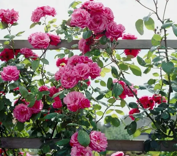 Плетистую розу высаживают возле заборов, пергол или арок