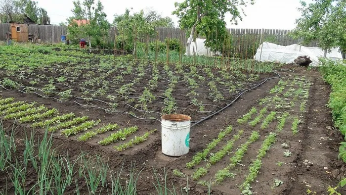 Система автополива своими руками для дачи: создаем эффективный ...