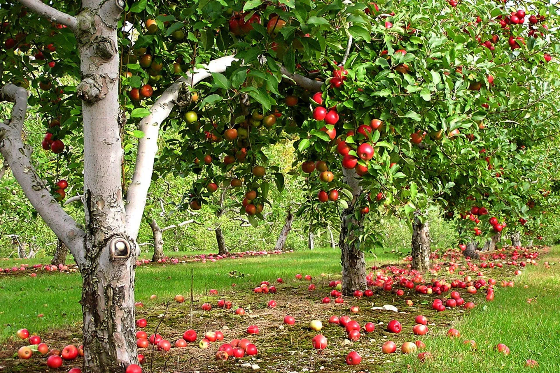 Яблоневый сад на даче