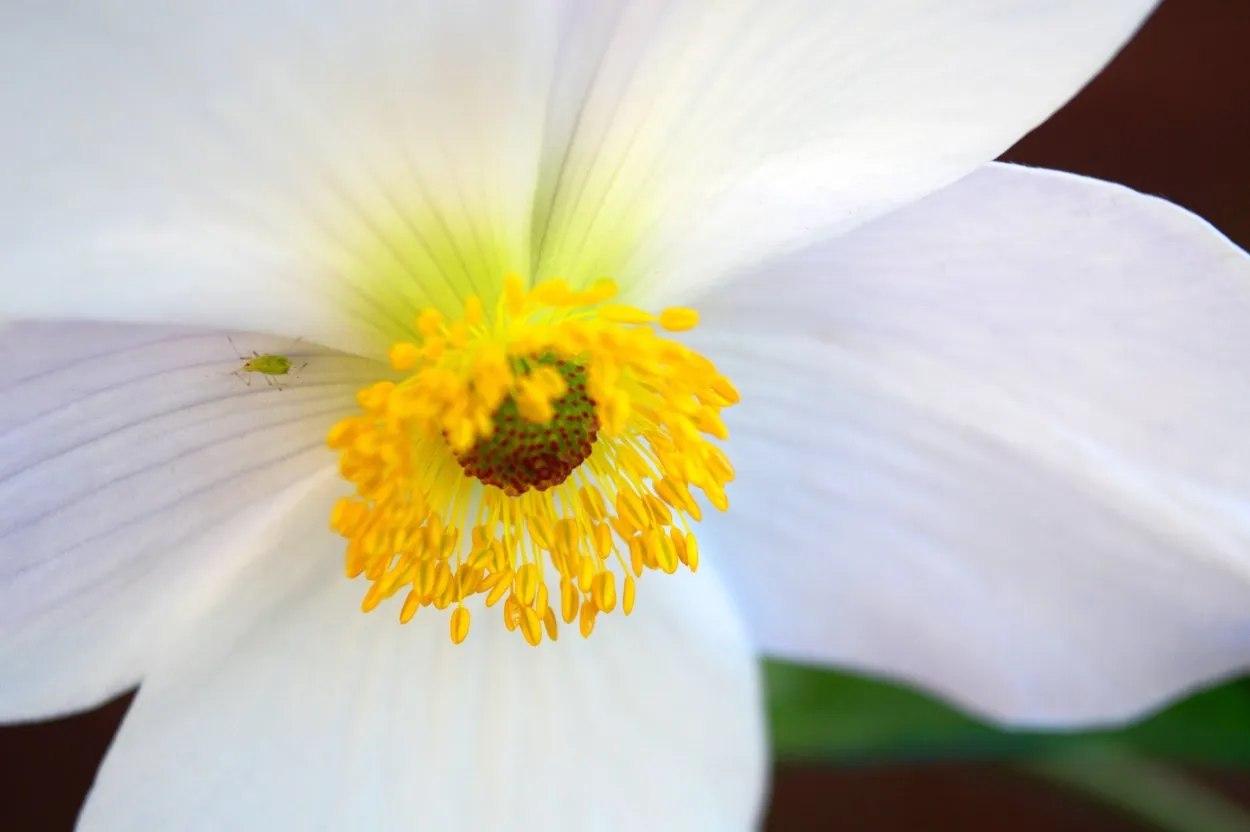 Франжипани цветок белый