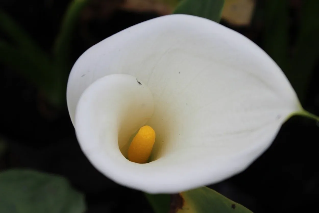 Белый цветок с желтым пестиком название
