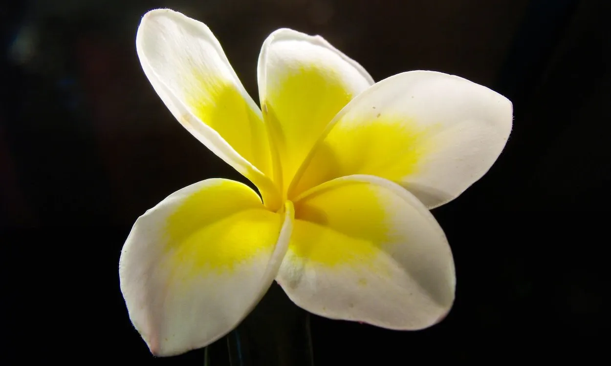 Нарцисс белый с желтой серединкой
