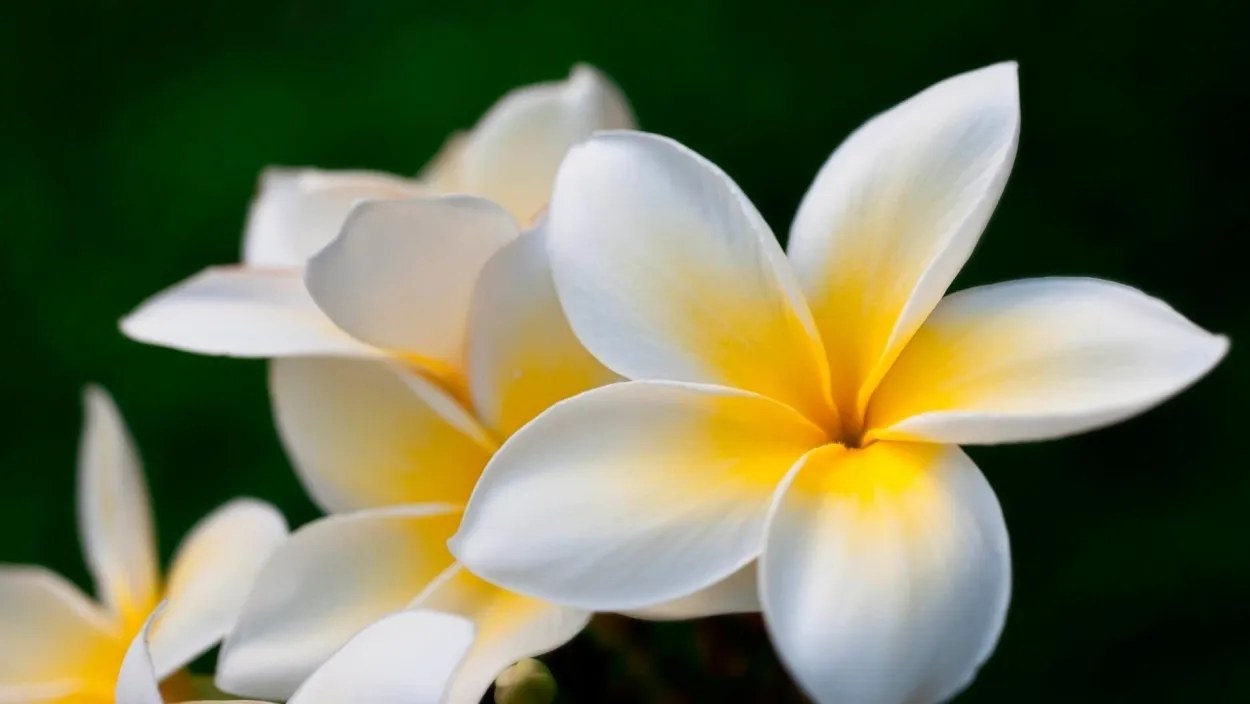 Белый цветок с желтой серединкой