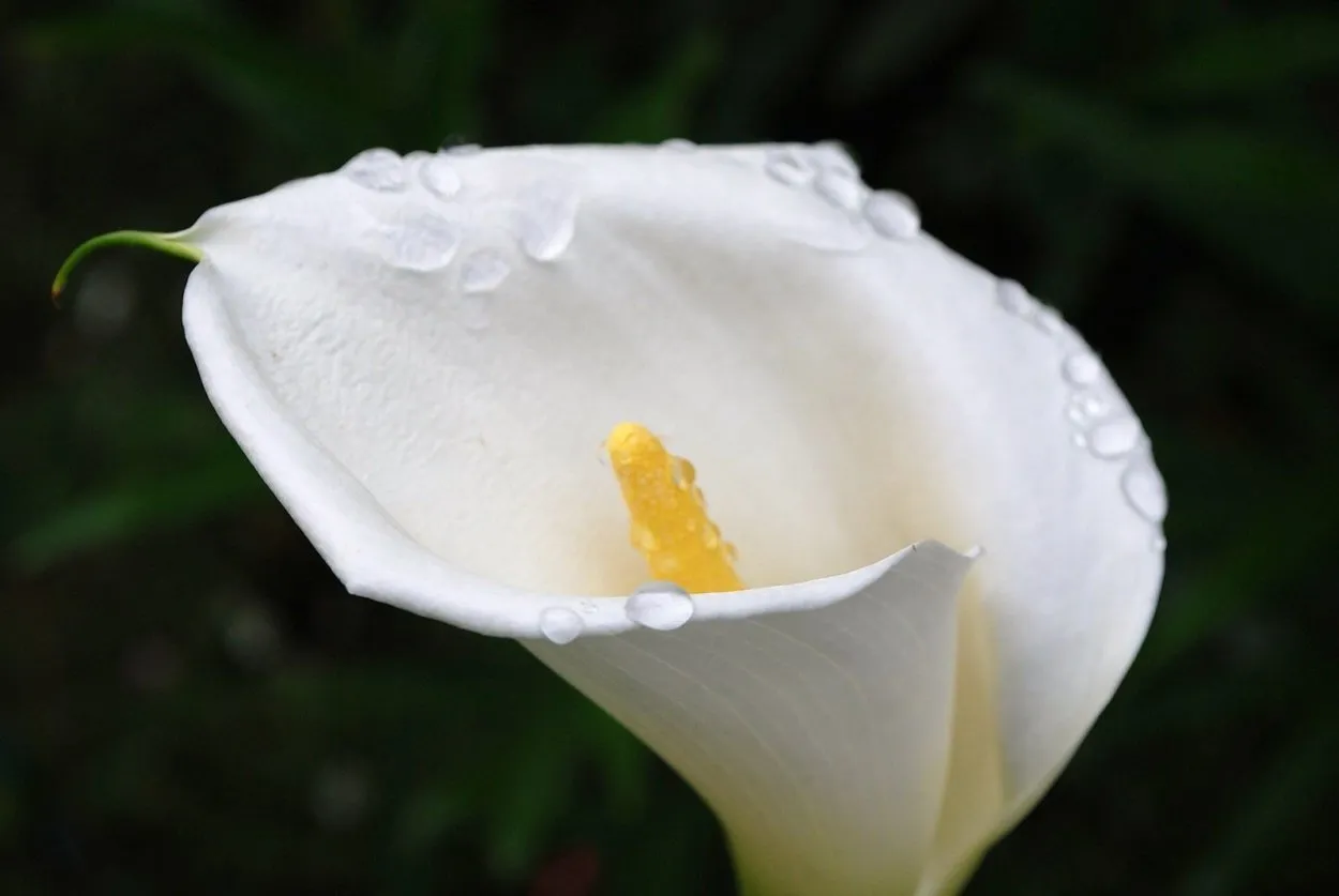 Белые цветы с тычинками