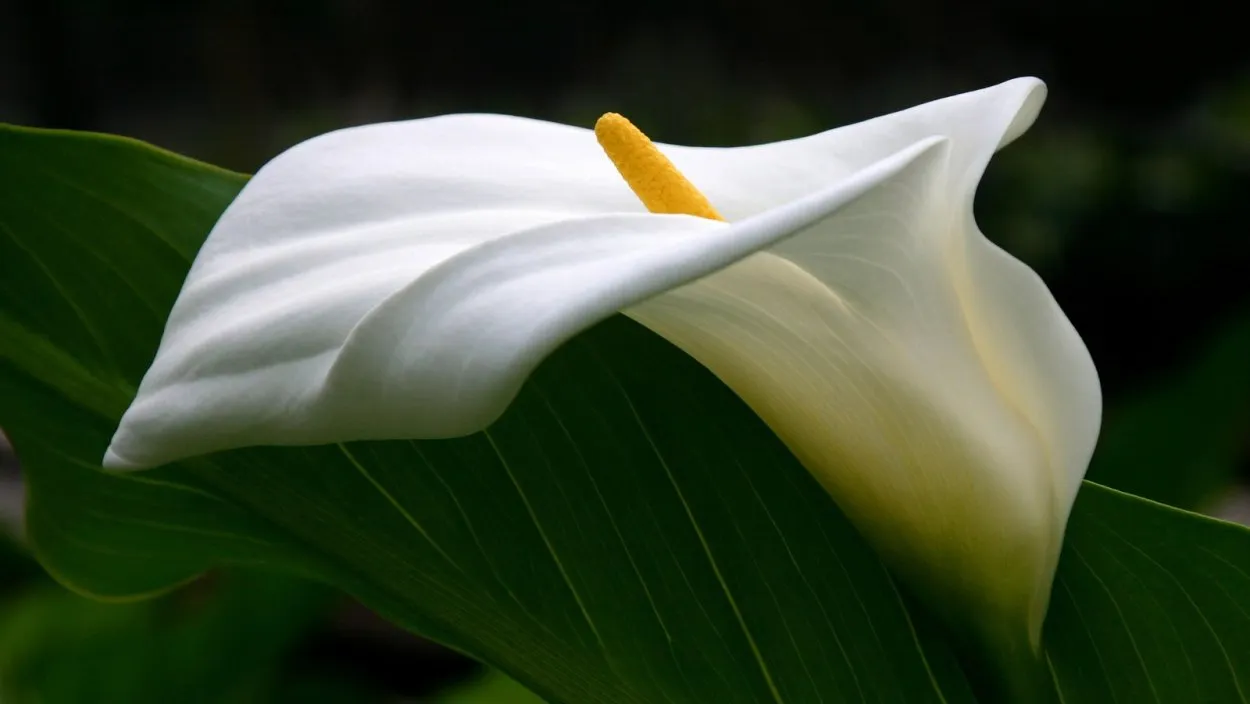 Цветы с белыми лепестками