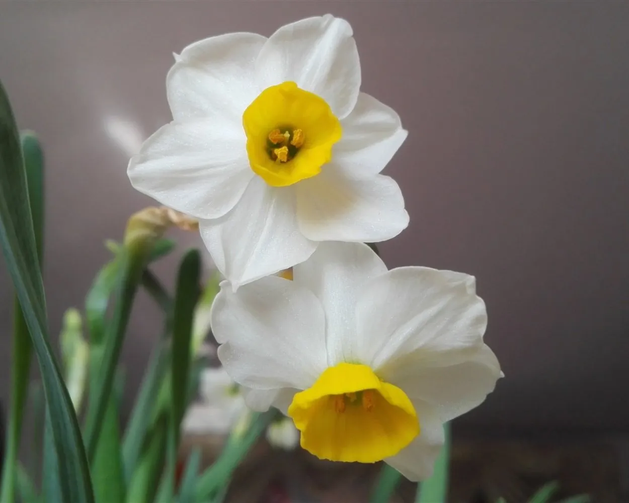 Цветок белый с желтой серединой