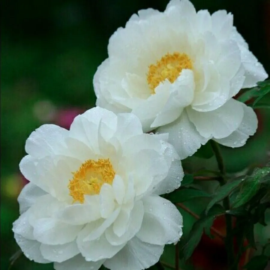Пион Камелия Уайт Paeonia Camellia White