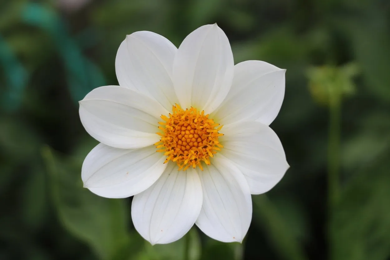 Хризантема кустовая белая Ромашка