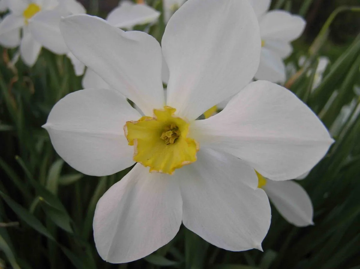Цветы - белокрыльник (White Calla Lily)