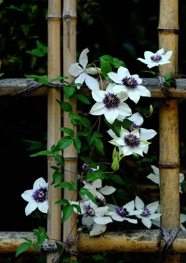 Вьющиеся растения придадут красоты и свежести вашей придомовой ограде
